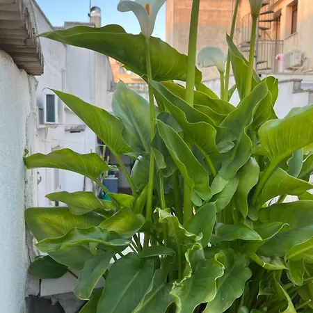 Vico Appennini Vakantiehuis Galatone