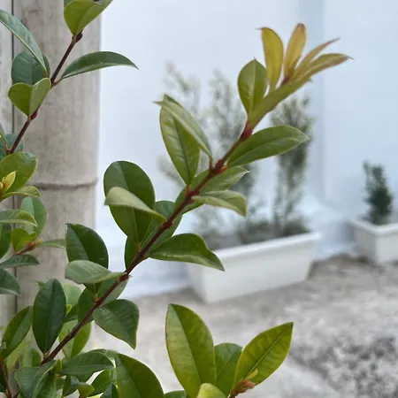 Tatil Evi Vico Appennini *